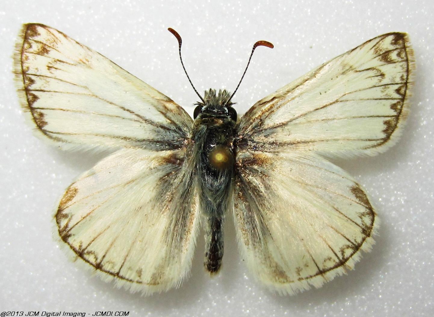 Unidentified Skipper